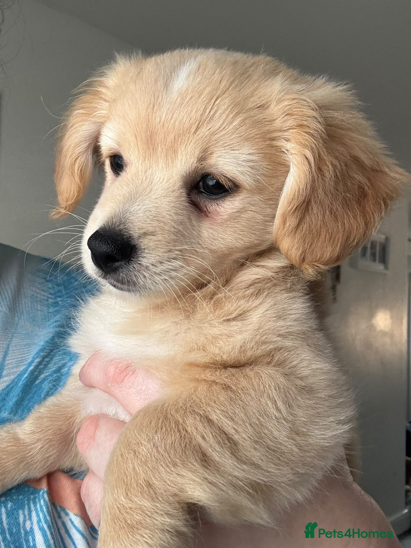 Mixed Breed dogs 💖 Mini Dachsund x Pomeranian Puppies 💙 - Advert 7