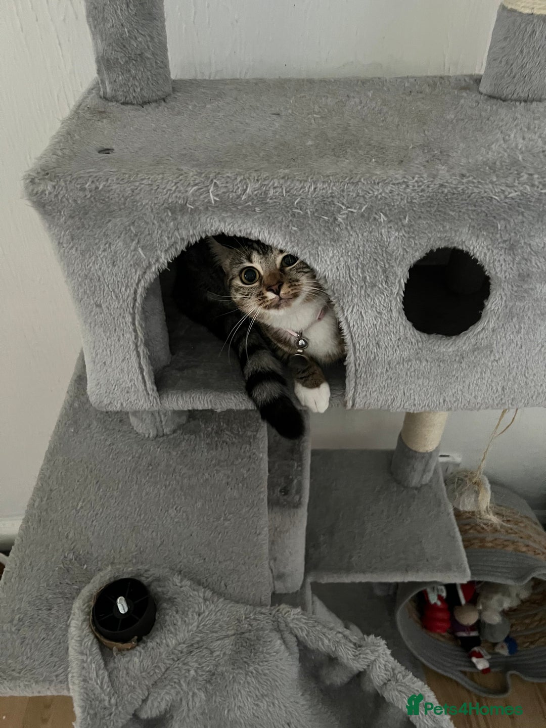 Mixed Breed cats for sale: Cat For Sale  - Image 3