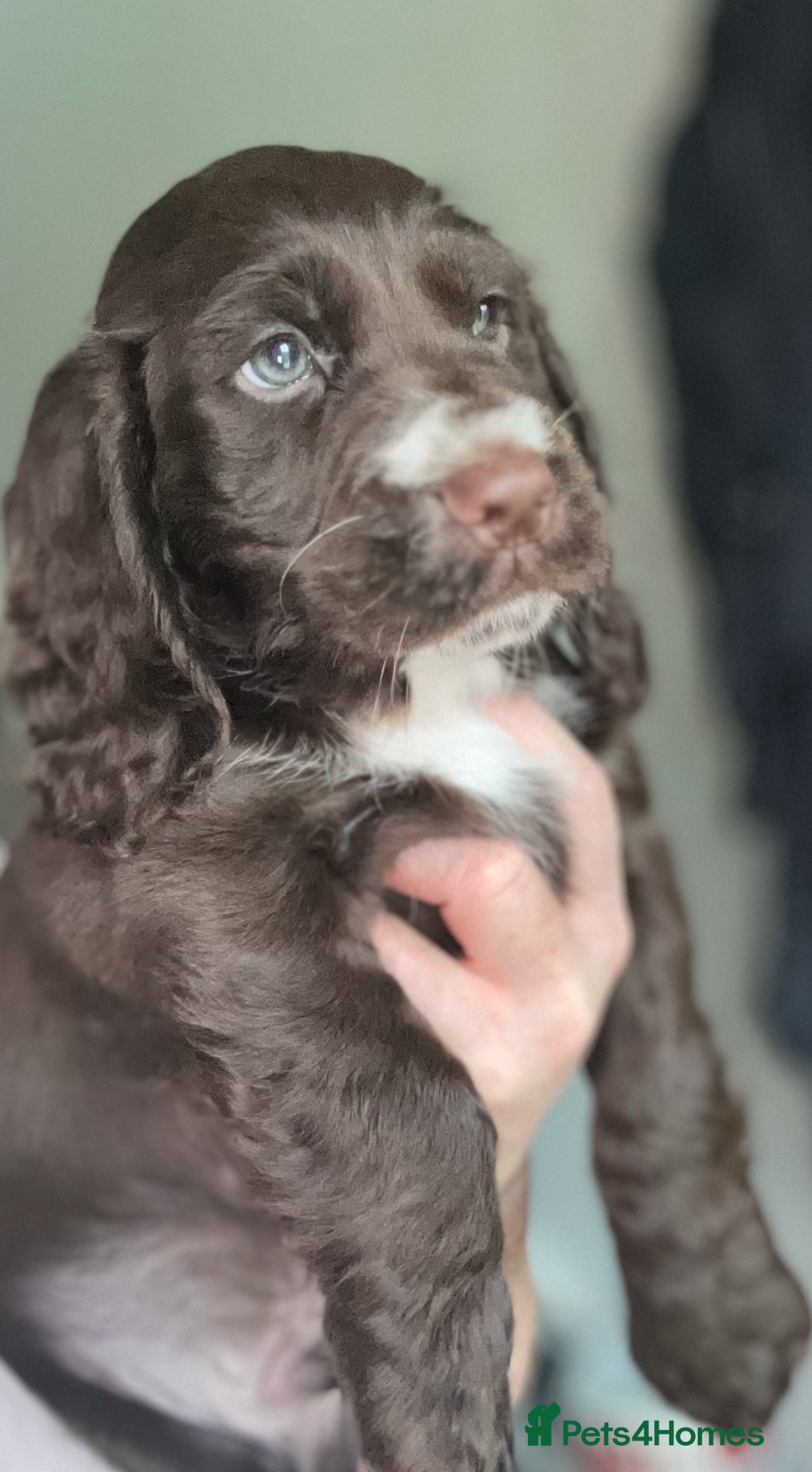 Cocker Spaniel dogs for sale: Five star rating Cocker spaniel puppies ⭐️⭐️⭐️⭐️⭐️ - Image 13