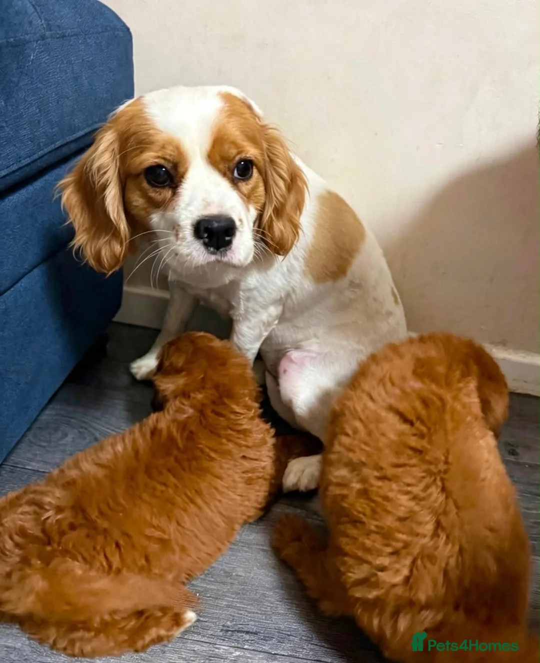 Cavapoo dogs for sale: STUNNING F1 CAVAPOO PUPPIES READY TO GO! - Advert 4