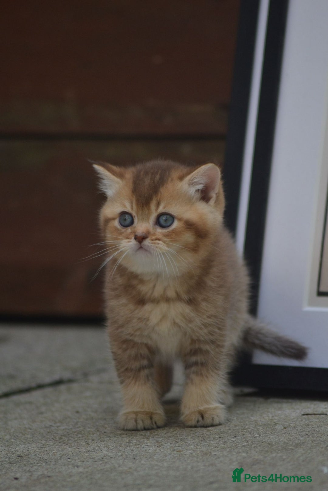 British Shorthair cats for stud: Golden British Shorthair Stud NY12 TICA Proven in London - Image 12