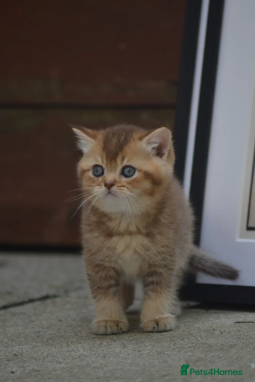 British Shorthair cats for stud: Golden British Shorthair Stud NY12 TICA Proven in London - Advert 12