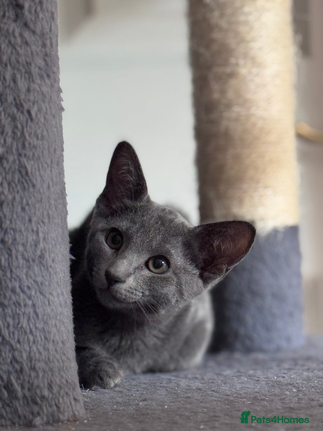 Mixed Breed cats for sale: Ready now! Oriental x British shorthair kittens - Image 37
