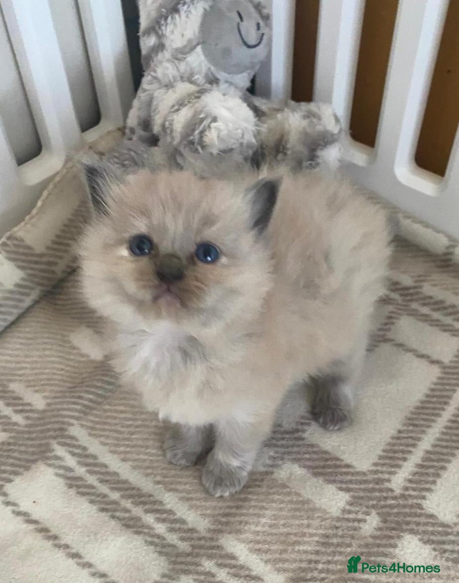 Ragdoll cats Pedigree TICA Cherubim Ragdolls - Advert 2