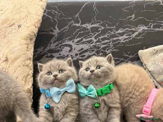 British Shorthair cats - Advert 34