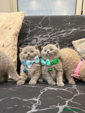 British Shorthair cats - Advert 3