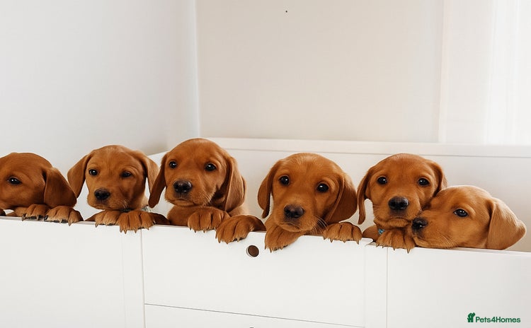 Labrador Retriever dogs - Advert 8