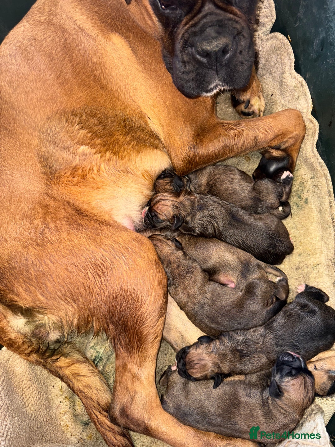 Boxer dogs for sale: Boxer puppy’s  - Advert 14