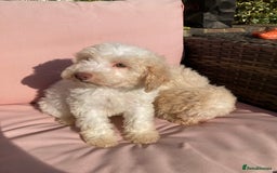 Cavapoo dogs for sale: One Cavapoo x poodle girl ready to go!!! - Image 25