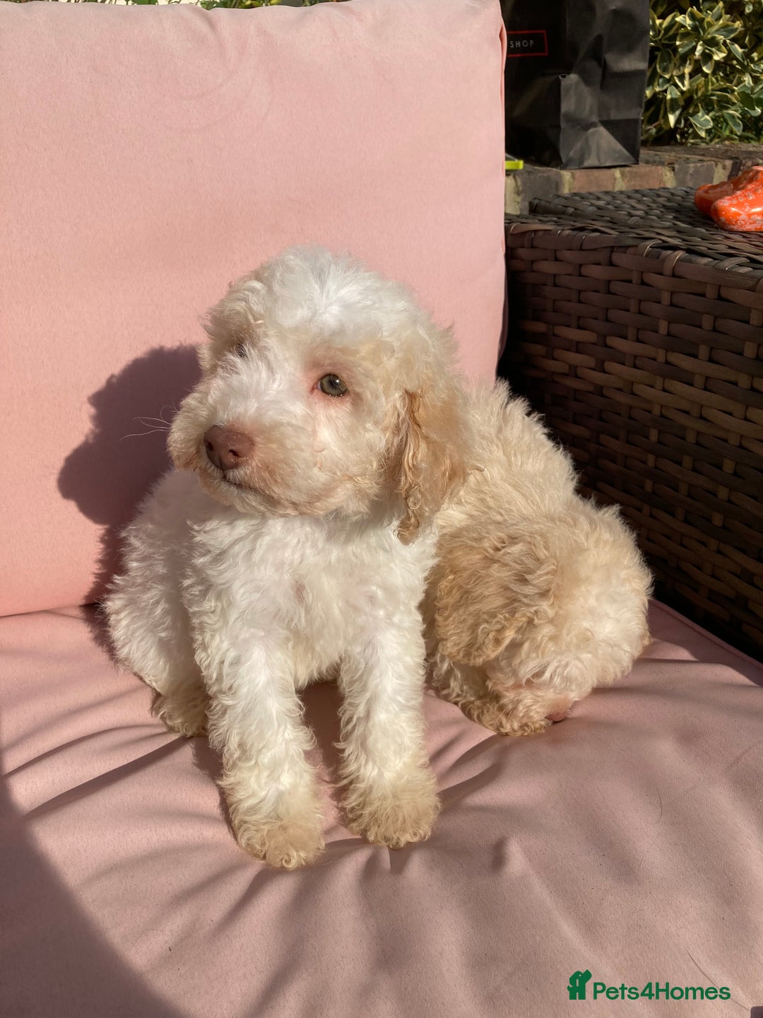 Cavapoo dogs for sale: One Cavapoo x poodle girl ready to go!!! - Image 25