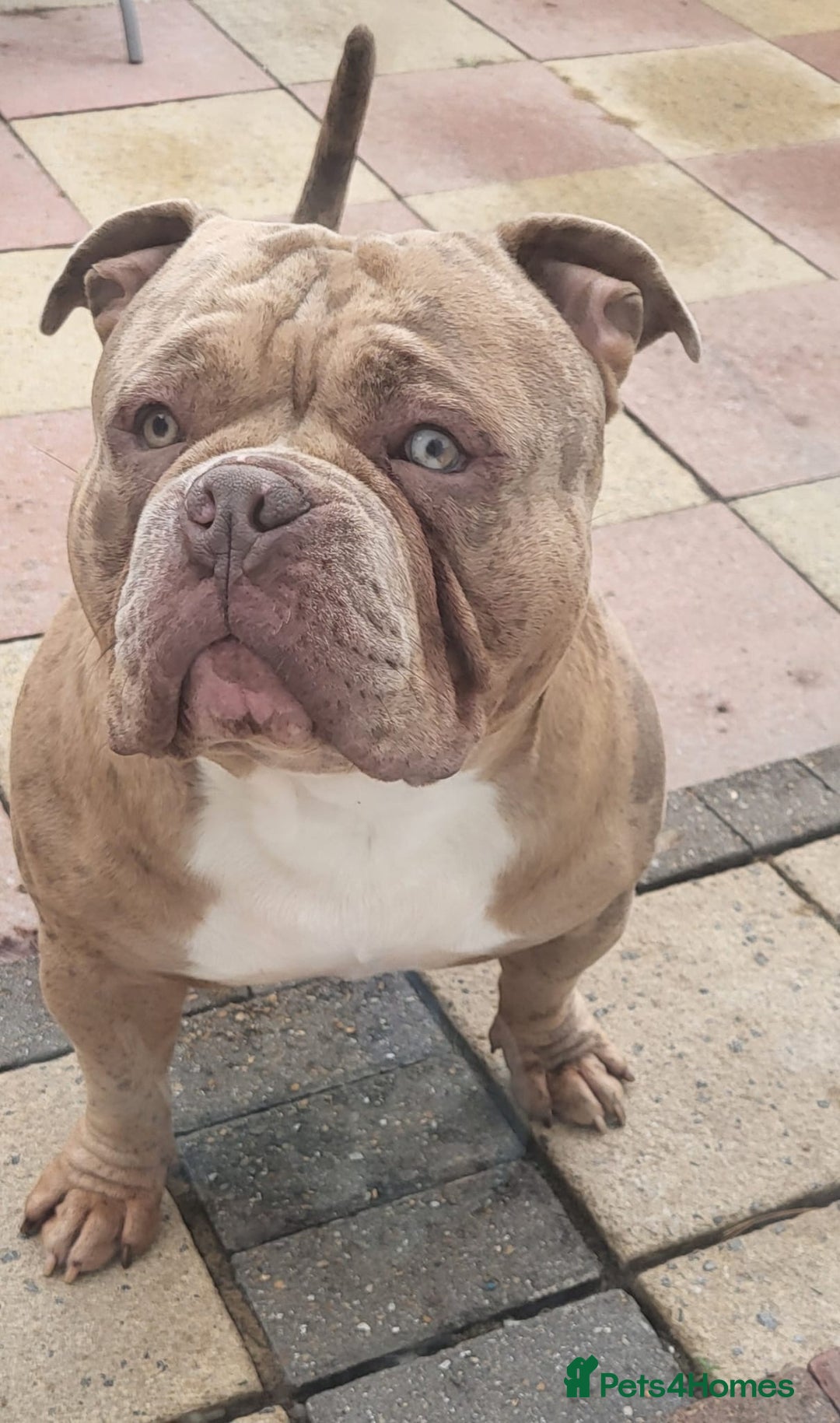 American Bully dogs for stud:  Lilac Merle Pocket Bully stud 🔥 - Advert 2