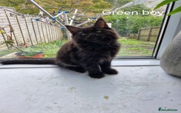 Mixed Breed cats for sale: Ragdoll x maincoon - Image 2