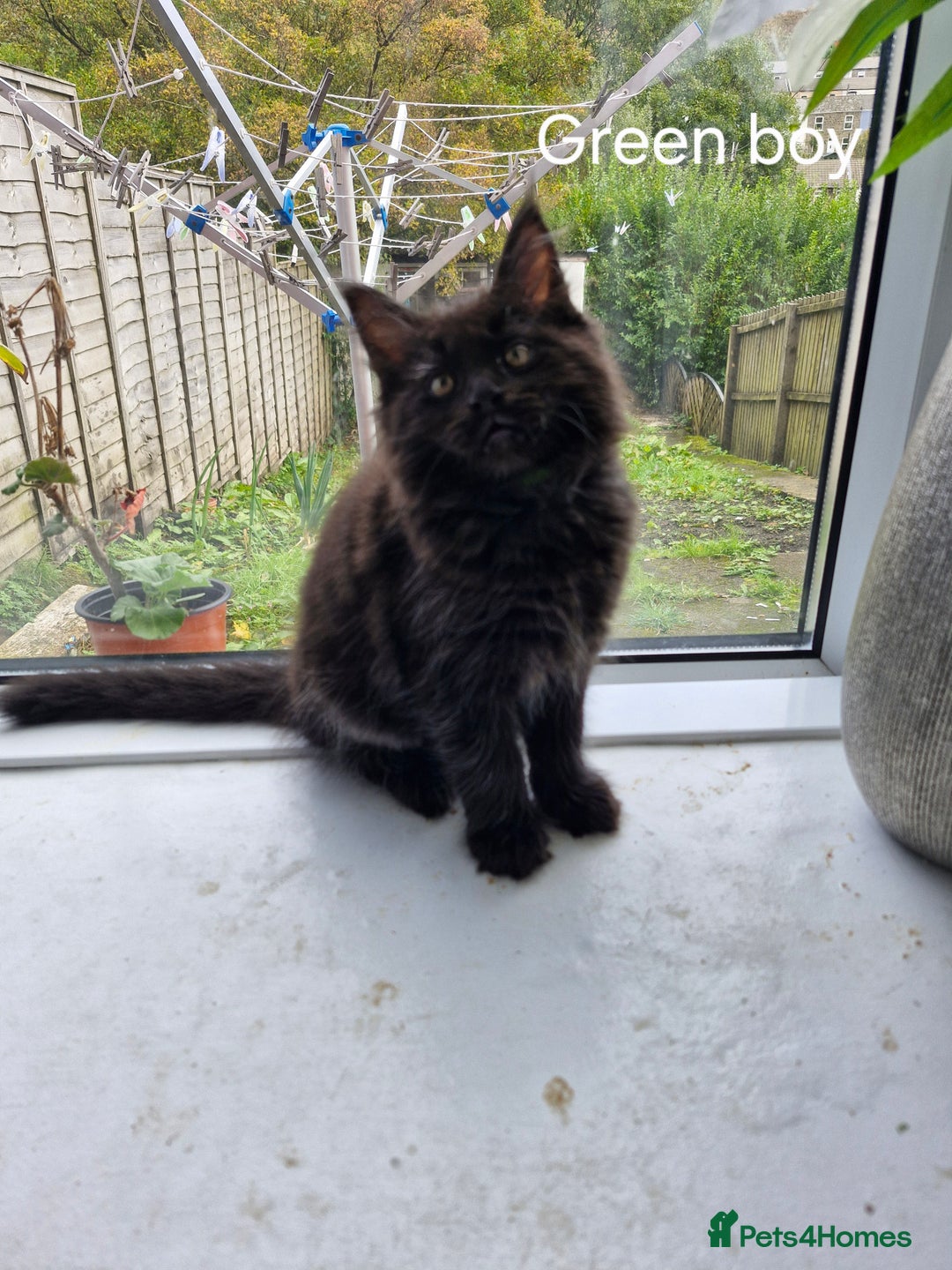 Mixed Breed cats for sale: Ragdoll x maincoon - Image 2