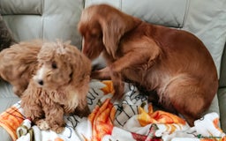 Cockapoo dogs for sale: EXTENSIVELY HEALTH TESTED PARENTS F1 COCKAPOOS - Image 2