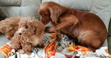 Cockapoo dogs - Advert 1