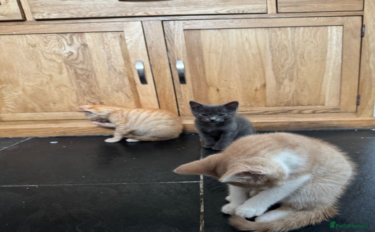 British Shorthair cats - Advert 5
