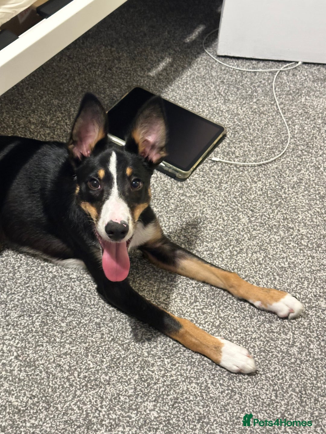 Border Collie dogs for sale: Tri Colour Smooth Fur Collie (MALE) For Sale - Advert 11