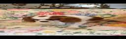 Cavalier King Charles Spaniel dogs for sale: Cavalier King Charles puppies  in West Byfleet - Advert 11