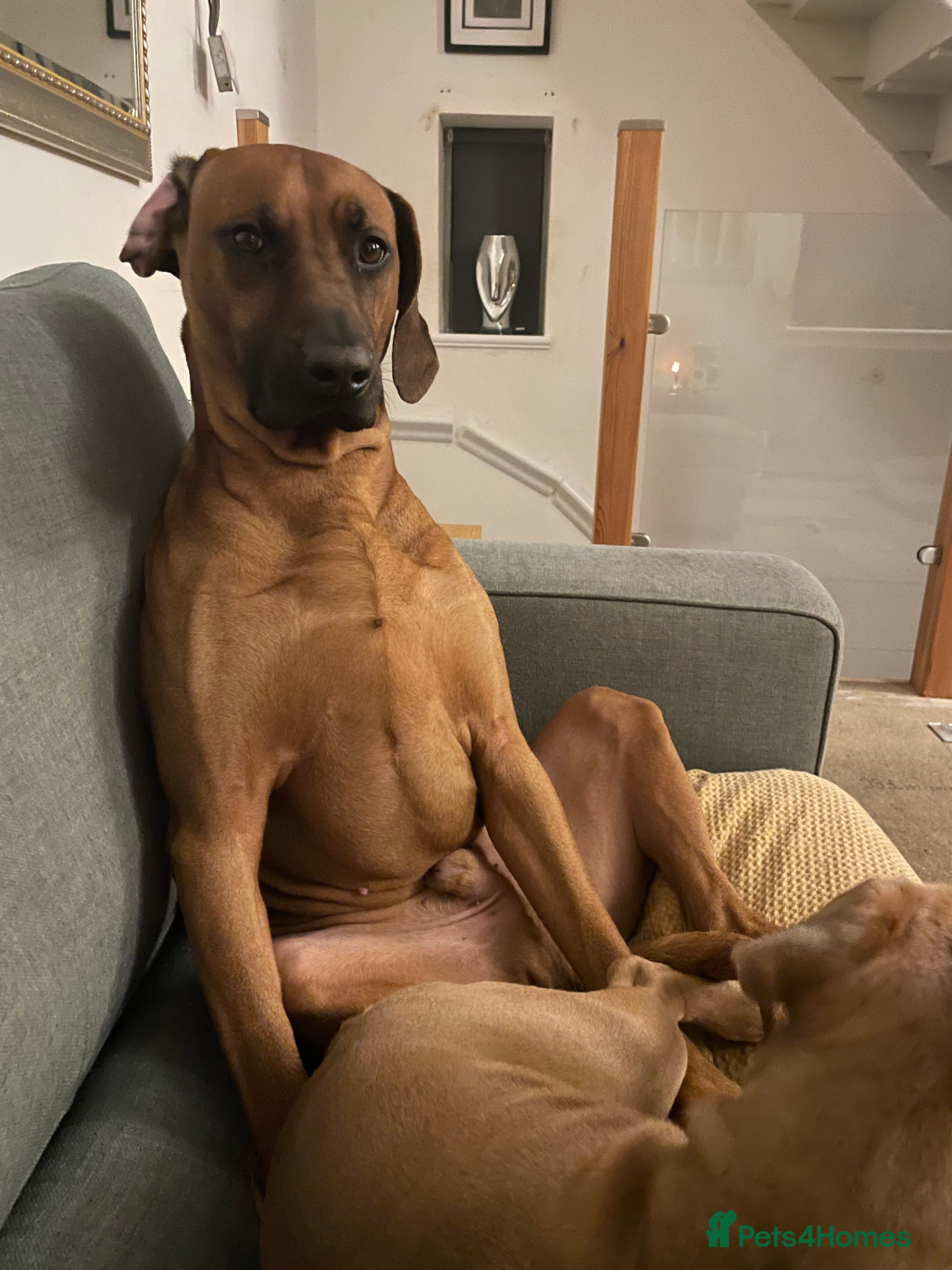 Rhodesian Ridgeback dogs Rhodesian Ridgeback  - Advert 1