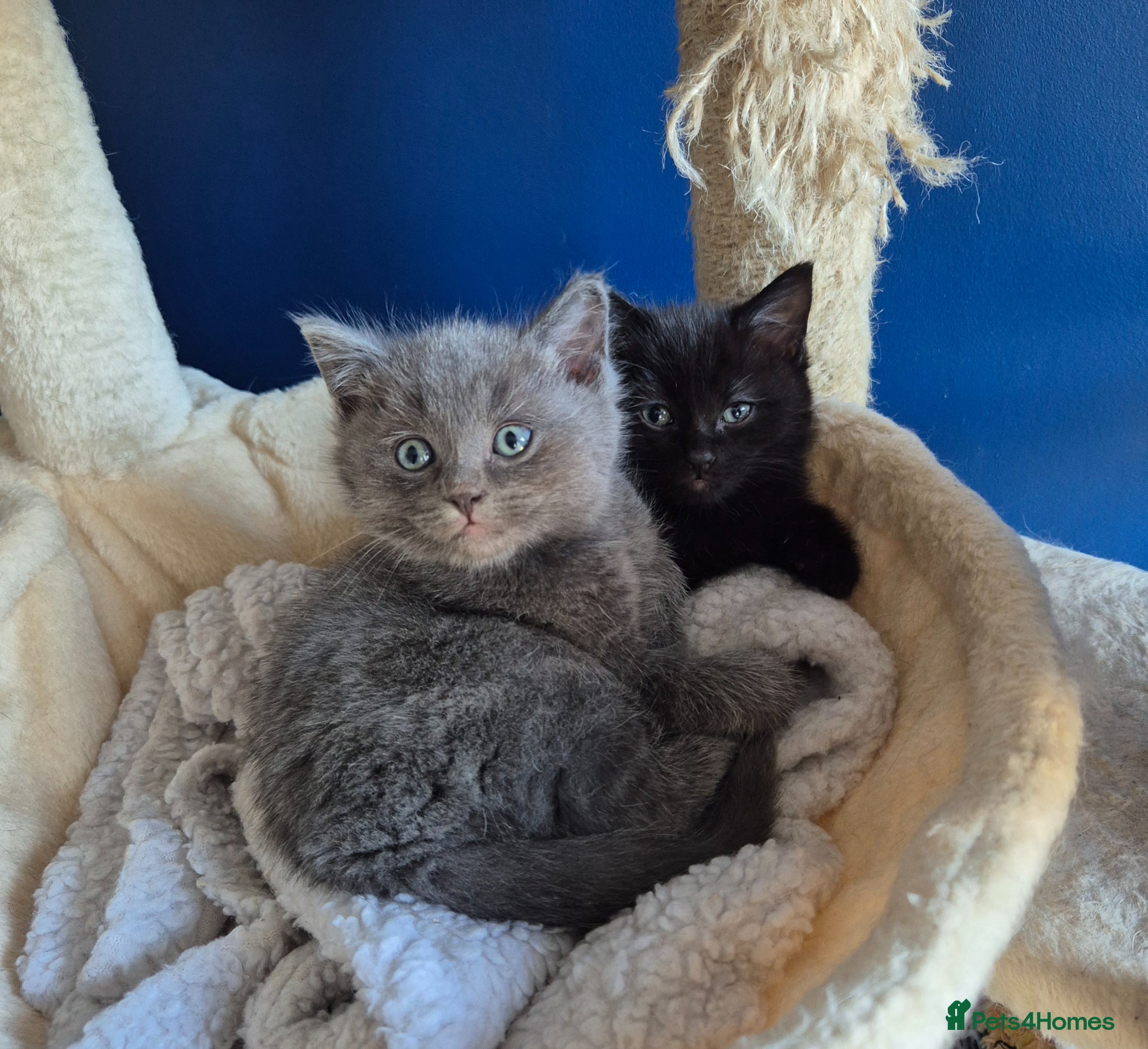 Mixed Breed cats Ragdoll cross boys  - Advert 2