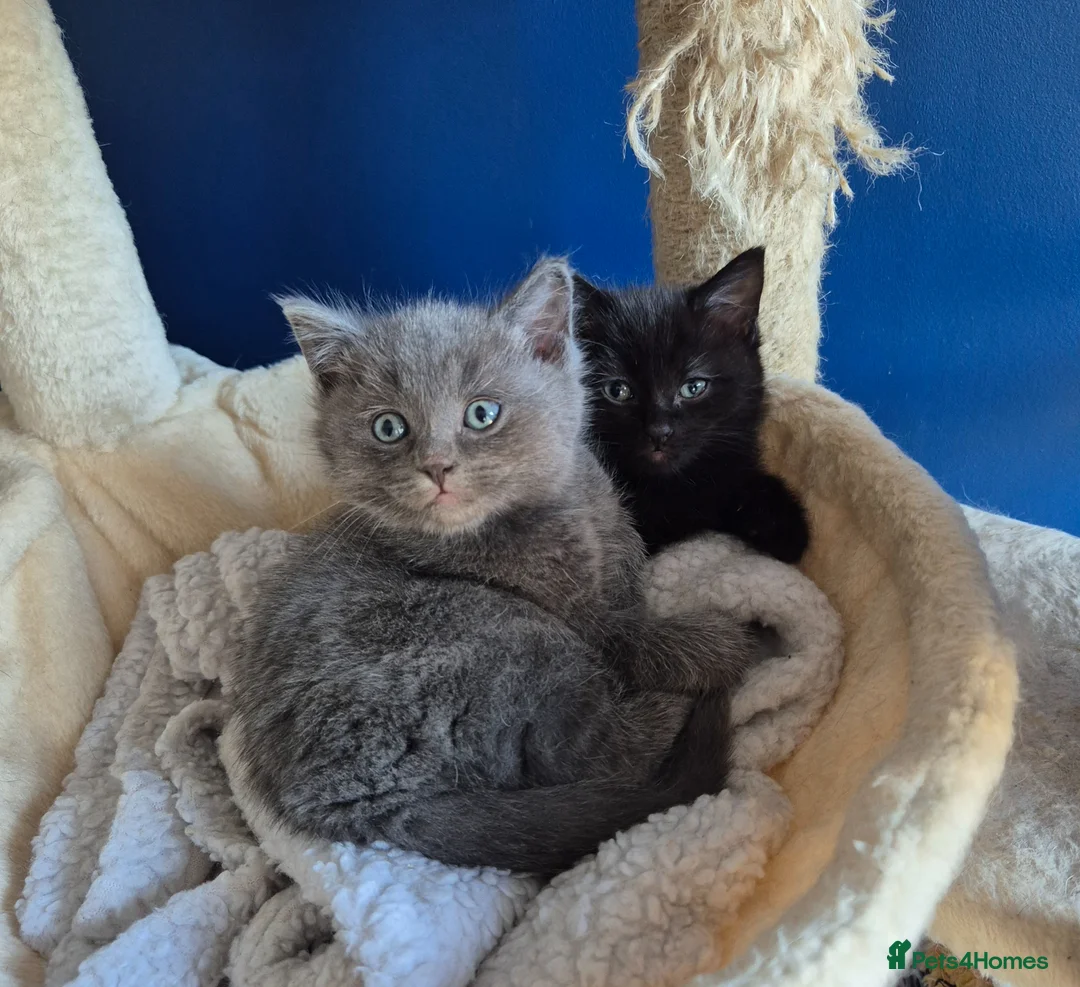 Mixed Breed cats for sale: Ragdoll cross boys  - Advert 1