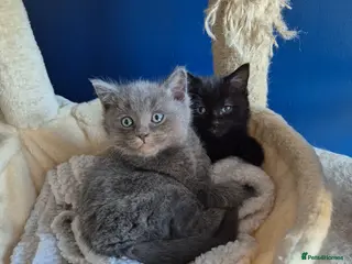 Mixed Breed cats Ragdoll cross boys - Advert 1