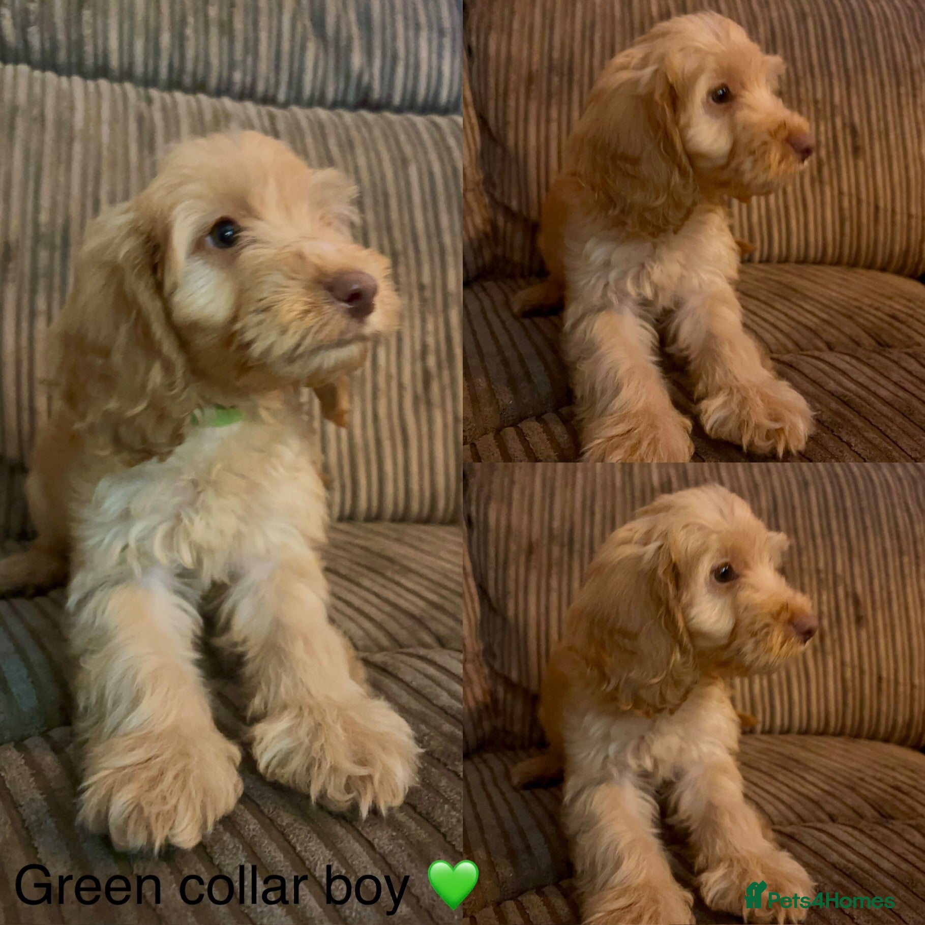 Cockapoo dogs *REDUCED* READY NOW - 2 left - cockapoo puppies - Advert 15