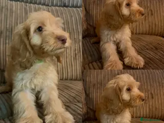 Cockapoo dogs *REDUCED* READY NOW - 2 left - cockapoo puppies - Advert 15