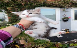 Mixed Breed cats for sale: Cute Bengal mix Kittens looking for loving homes🐱 - Image 14