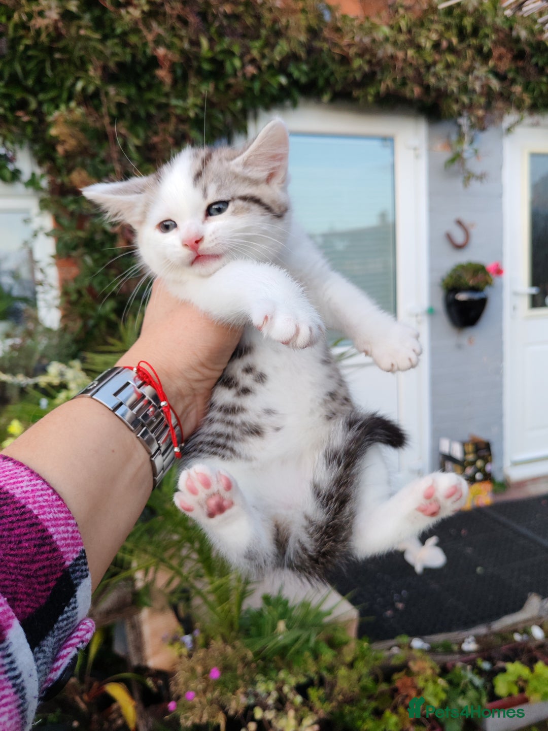 Mixed Breed cats for sale: Cute Bengal mix Kittens looking for loving homes🐱 - Image 14