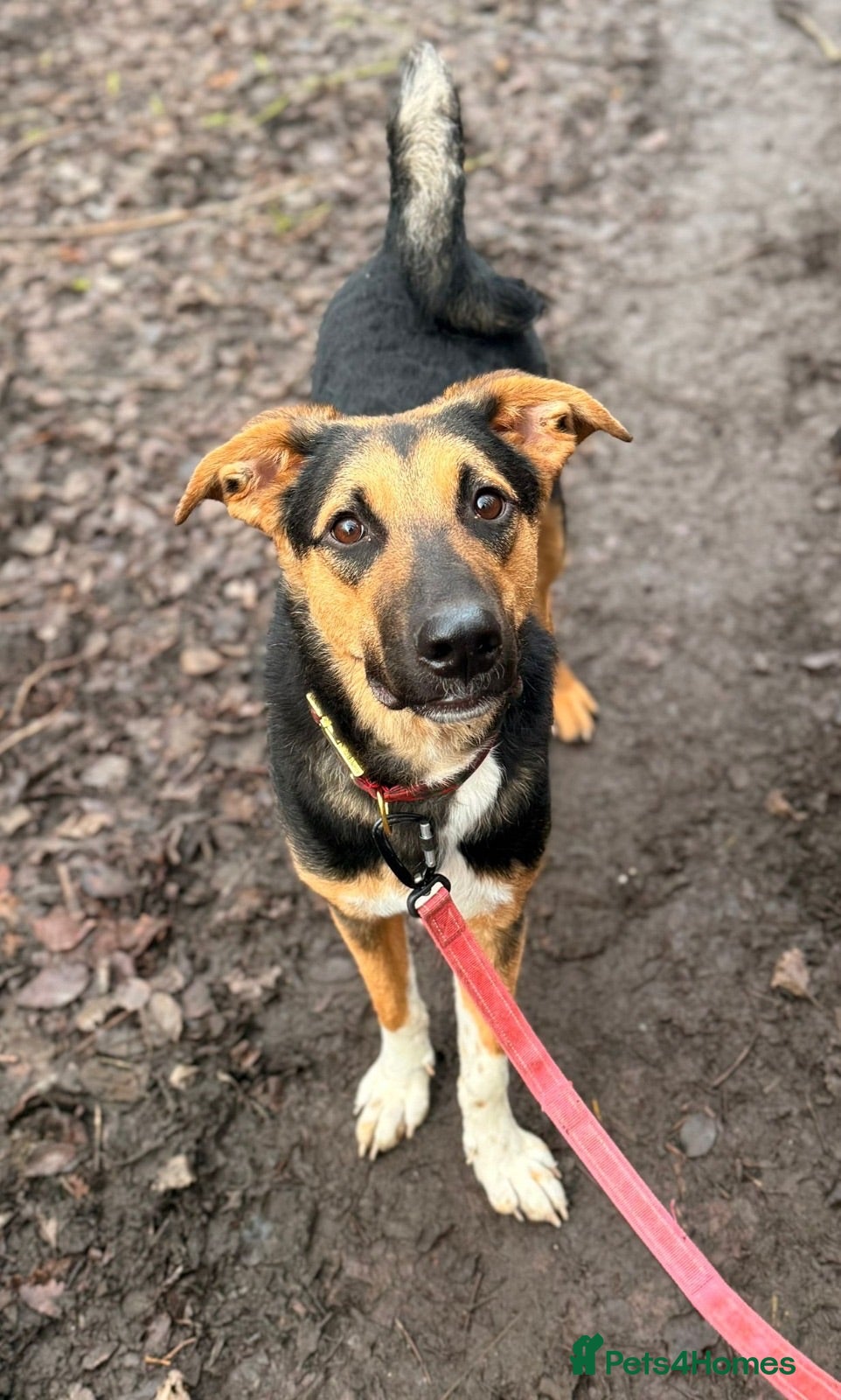 Mixed Breed dogs 💙🐶 BRUNO – THIS BEAUTIFUL BOY IS FINALLY READY - Advert 1