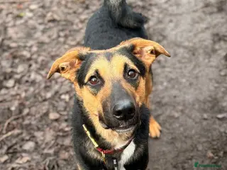 Mixed Breed dogs 💙🐶 BRUNO – THIS BEAUTIFUL BOY IS FINALLY READY - Advert 1