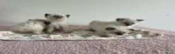 Ragdoll cats for sale: Beautiful kittens for sale  - Advert 5