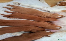 Cavalier King Charles Spaniel dogs for sale: ⭐️Cavalier King Charles Spaniel⭐️KC Reg⭐️DNA Clear - Image 5