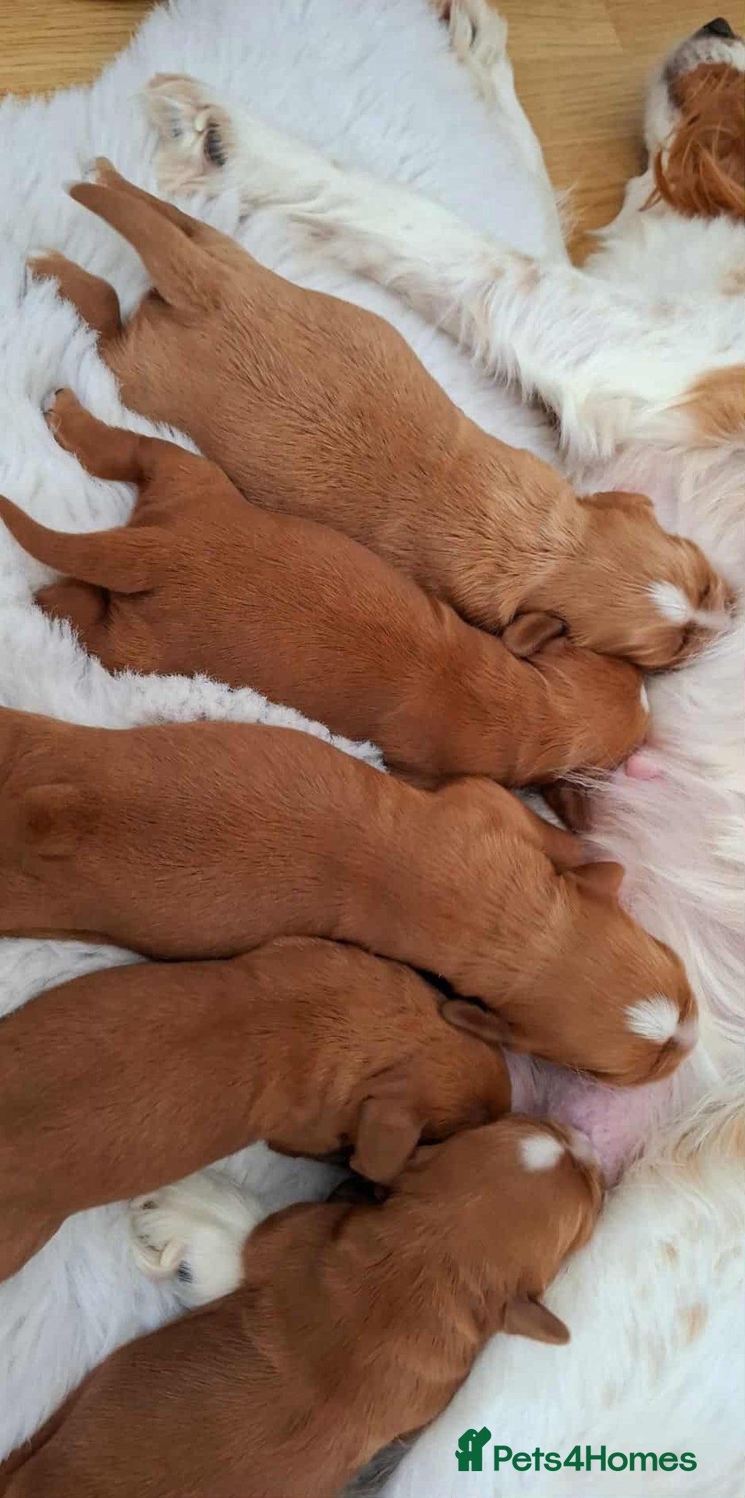Cavalier King Charles Spaniel dogs for sale: ⭐️Cavalier King Charles Spaniel⭐️KC Reg⭐️DNA Clear - Image 5