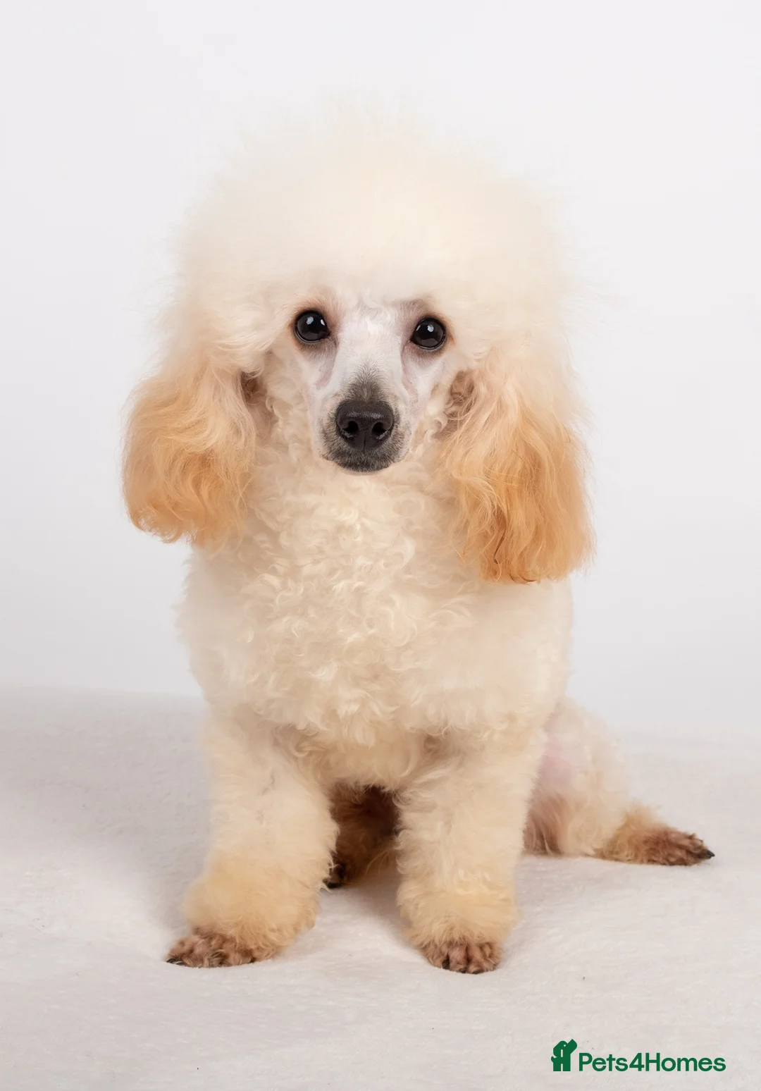 Toy Poodle dogs for stud: KC REG TINY TOY POODLE STUD  in Hoddesdon - Advert 3