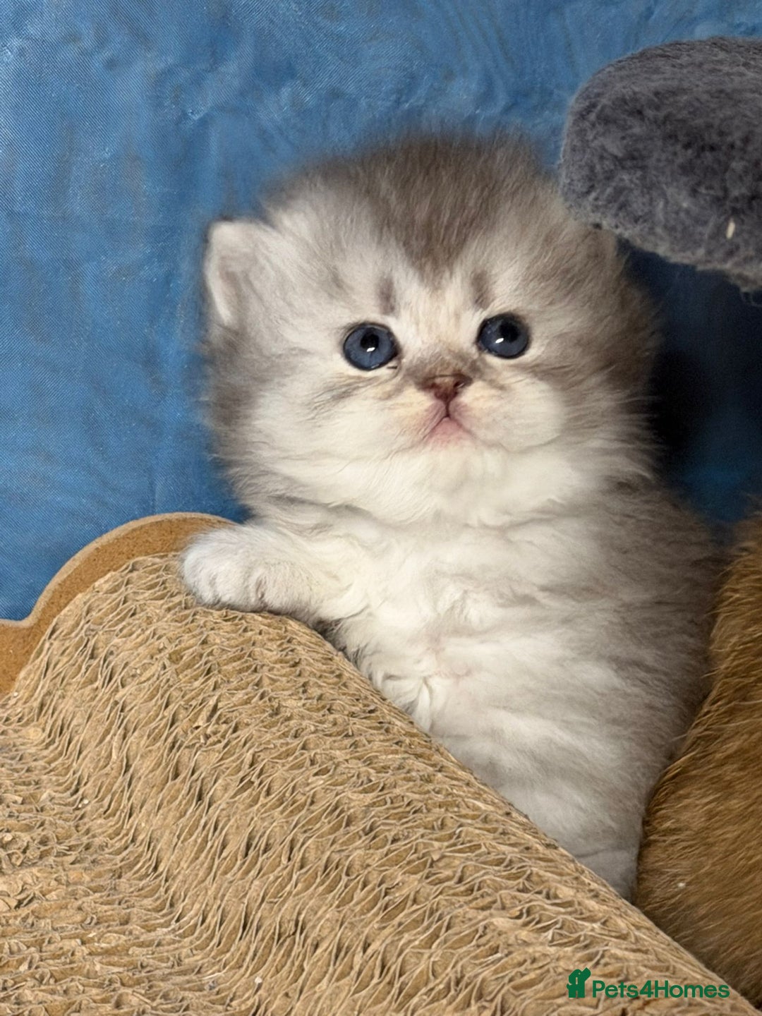 British Longhair cats for sale: British longhair kittens TICA blue golden - Image 1