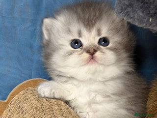 British Longhair cats - Advert 13