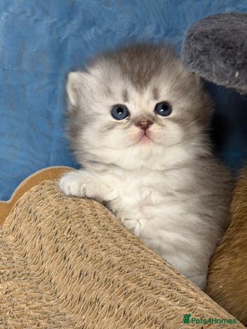 British Longhair cats - Advert 1