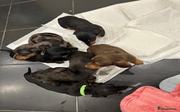 Miniature Dachshund dogs for sale: Miniature Dashound Puppies  - Image 10