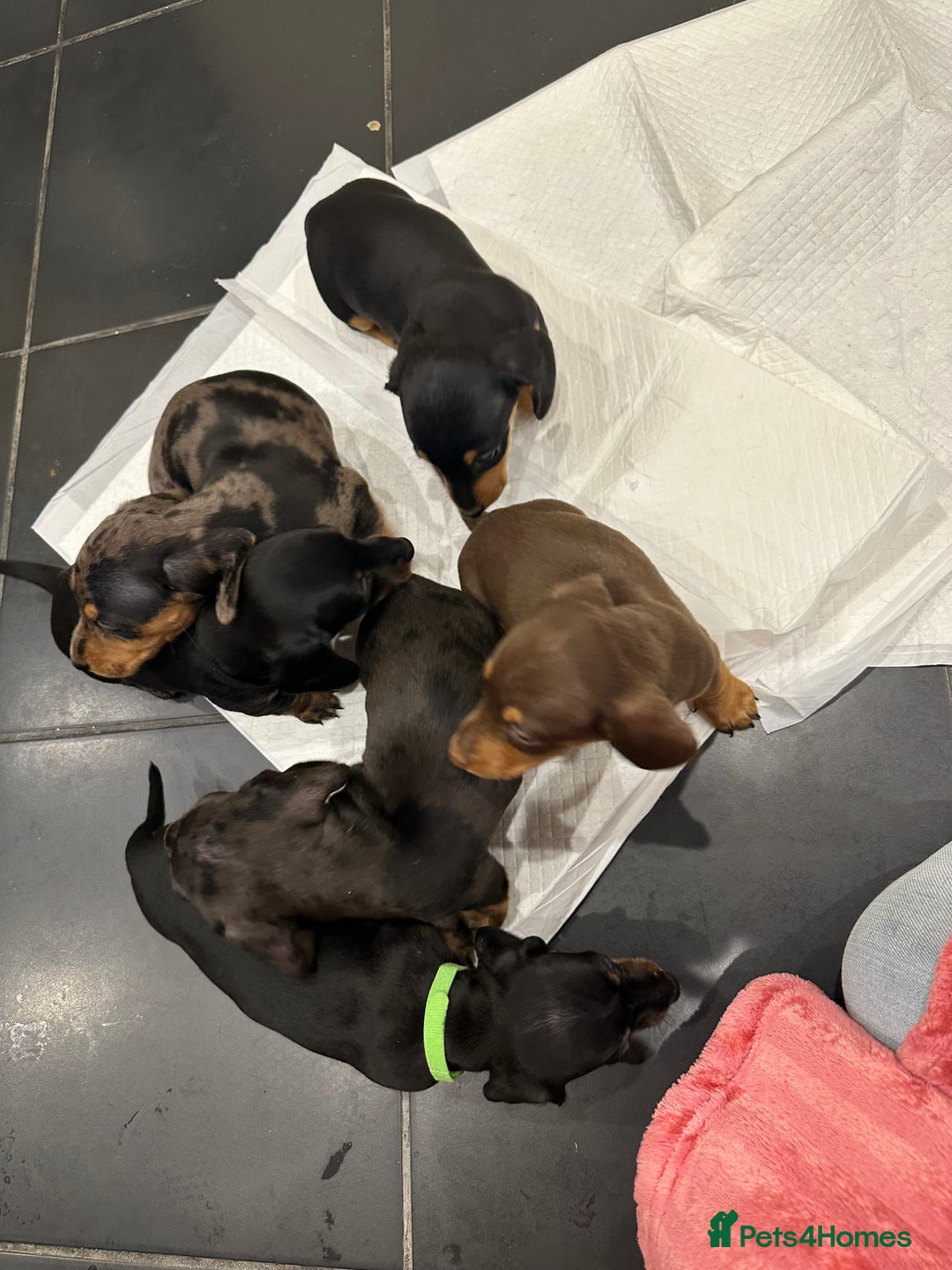 Miniature Dachshund dogs for sale: Miniature Dashound Puppies  - Image 10