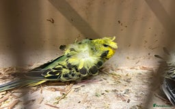 Budgerigars birds for sale: Black Wings and Hagoromo Budgies for Sale - Image 6
