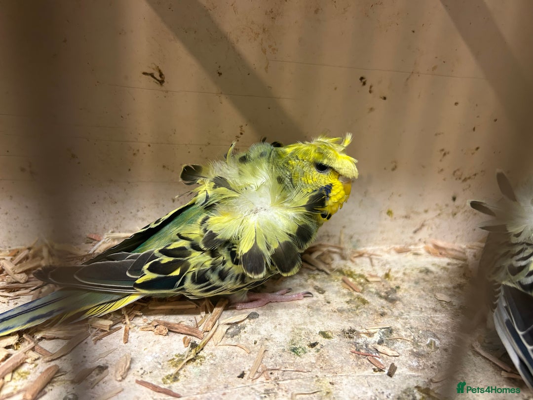 Budgerigars birds for sale: Black Wings and Hagoromo Budgies for Sale - Image 6
