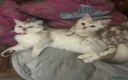 Scottish Fold cats for sale: Beautiful Scottish fold baby’s  in Reading - Image 20