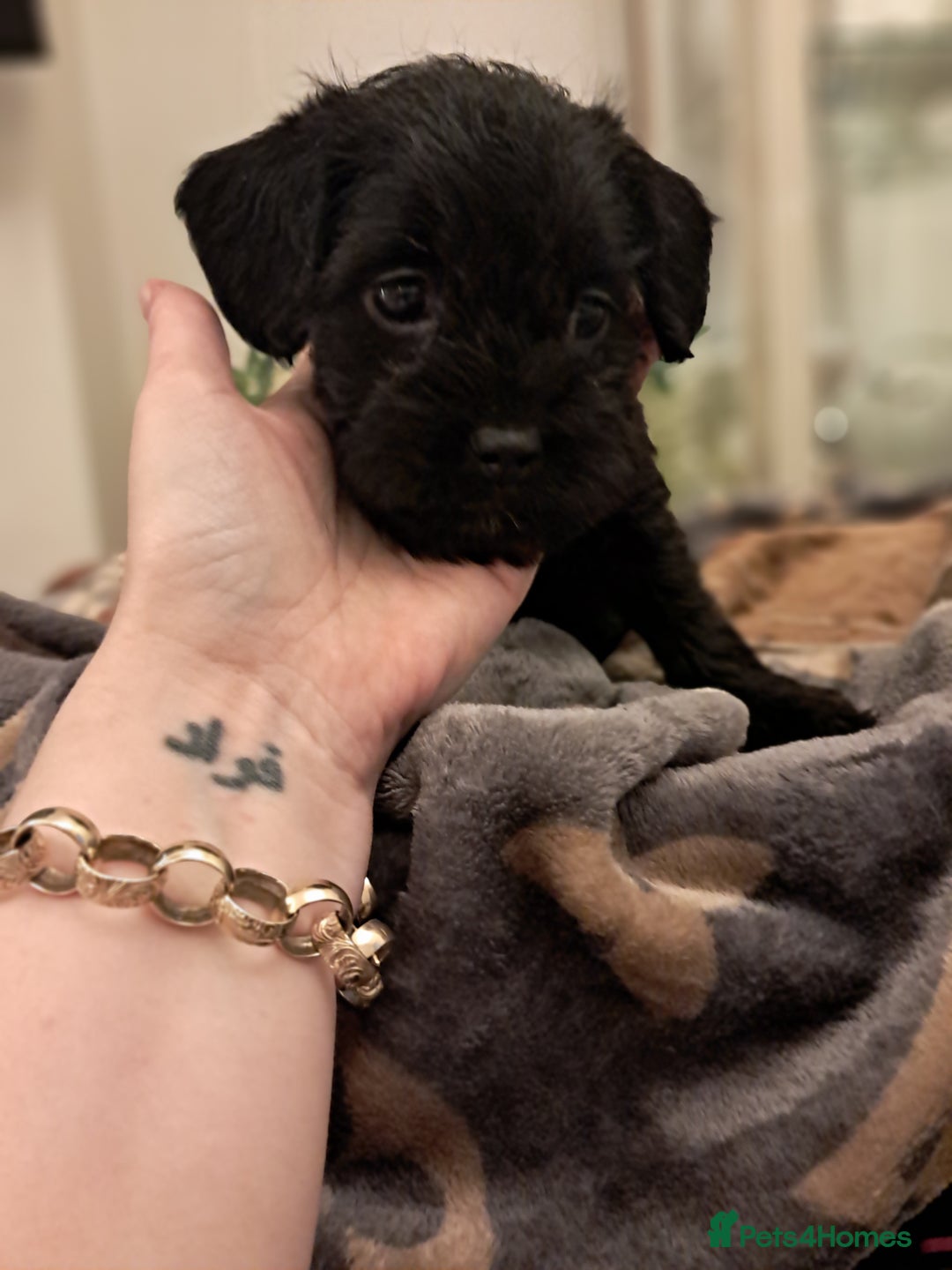 Mixed Breed dogs for sale: Froodles French bulldog x poodle - Advert 2