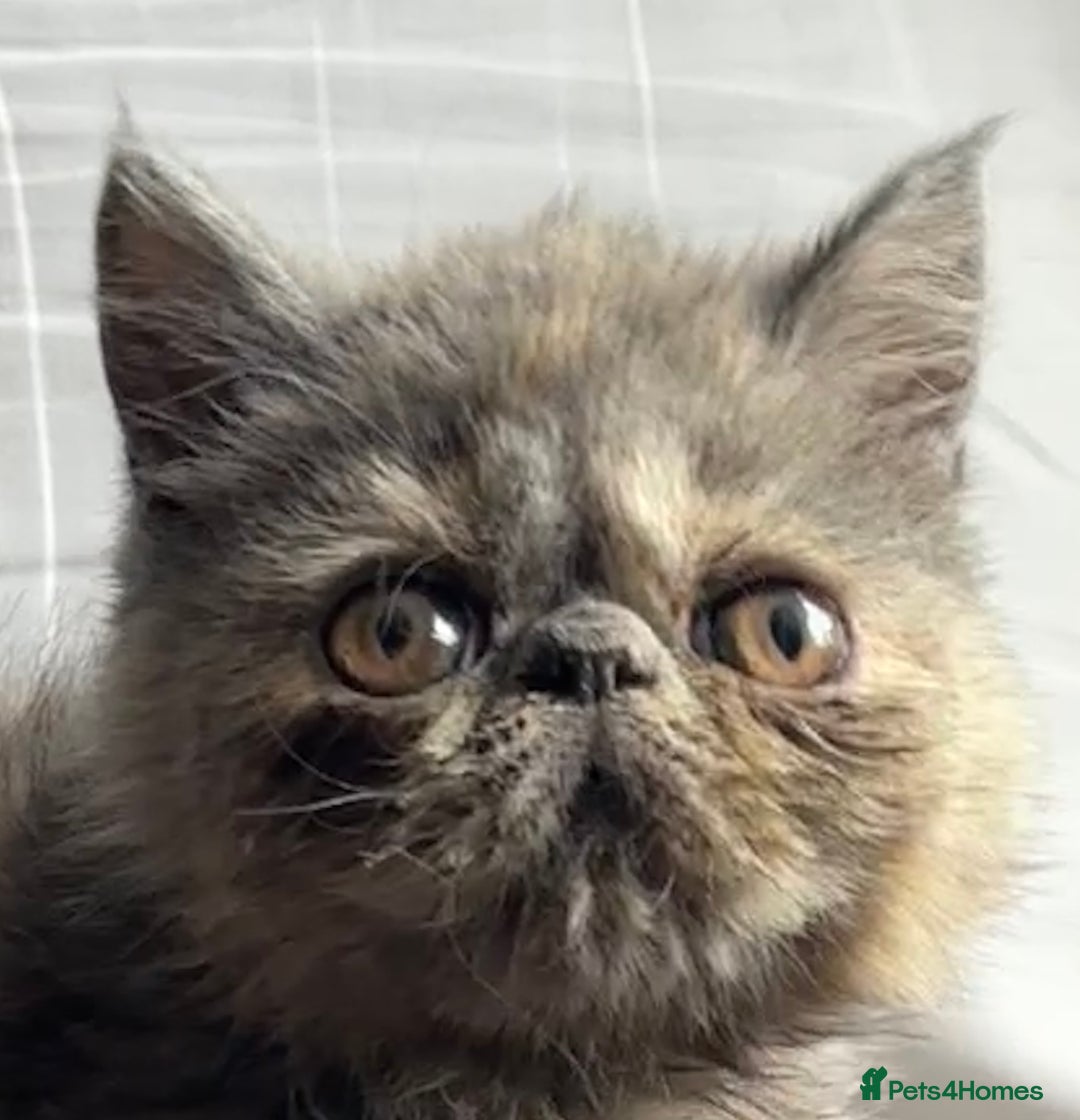 Exotic cats for sale: Exotic kiittens - Image 1