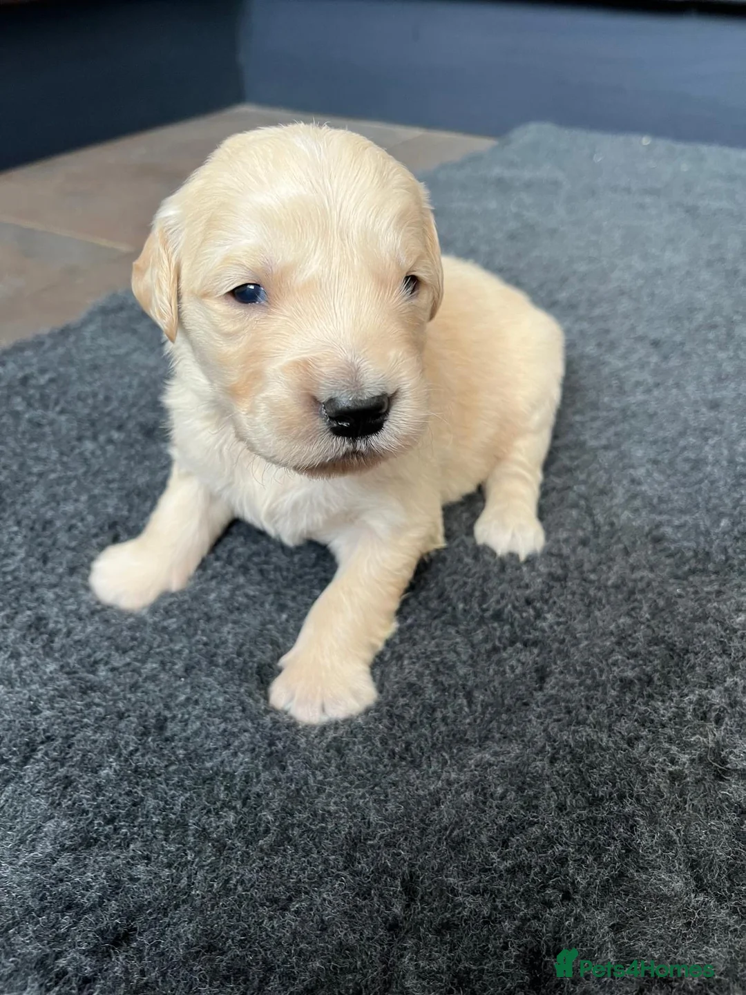 Golden Retriever dogs for sale: Kennel Club Health Tested Golden Retriever Puppies - Advert 12