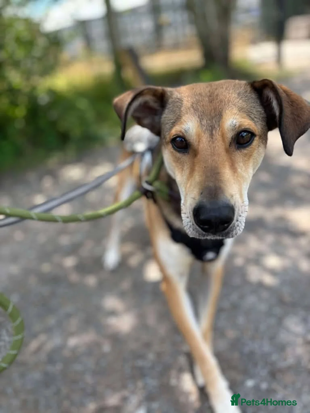 Mixed Breed dogs for adoption: Meet Barney, currently residing in Cheshire  in Nantwich - Advert 18