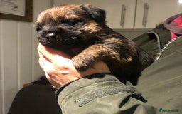 Border Terrier dogs for sale: KC border terrier pups SLEM clear reg breeder - Image 4