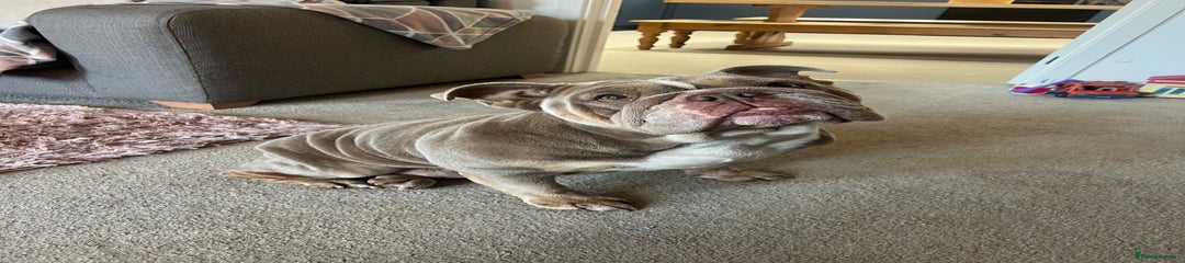 English Bulldog Adult Bitch Dog